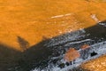 Tree shadow on a mountain with melting snow, with warm sunset colors Royalty Free Stock Photo