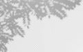 Tree shadow overlay with foliage silhouettes on white transparent background. Natural branch shadow pattern with delicate leaves Royalty Free Stock Photo