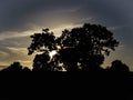 Tree shadow