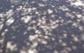 Tree shadows on the concrete pavement floor Royalty Free Stock Photo