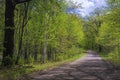 Tree shadows, country road, spring Royalty Free Stock Photo