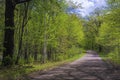 Tree shadows, country road, spring Royalty Free Stock Photo