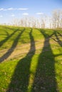 Tree shadows and forest Royalty Free Stock Photo