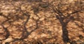 Tree shadows on the ground, drought concept, distant water bodies. Royalty Free Stock Photo