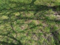 Tree shadows in the  morning grass Royalty Free Stock Photo