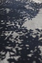 tree shadows on a road Royalty Free Stock Photo