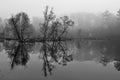 Tree shadows on Yates Mill Pond Raleigh NC Royalty Free Stock Photo