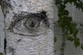 Tree with the shape of an eye taken in Hassel, Belgium