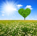 Tree in the shape of heart Royalty Free Stock Photo