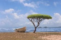 Tree shaped mushroom near the sea and one boat in bright weather Royalty Free Stock Photo