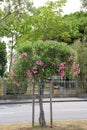 oleander bush, flowering pink sapling, oleander planted near the road, flowering vegetation