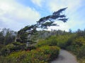 Tree shaped by the wind, Wild Pacific Trail, Vancouver Island