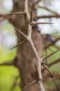 Tree with sharp thorns