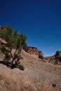 Tree in the Charyn Canyon in Kazakhstan Royalty Free Stock Photo