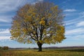 Tree Shedding Leaves Royalty Free Stock Photo