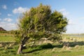 Tree and sheep in the Horspolders at Dutch Texel