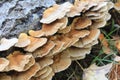 Tree Shelf Fungus