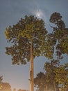 a tree and a shining moon