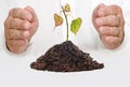 Tree shoot protected by hands Royalty Free Stock Photo