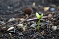 Tree shoots close up view