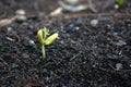 Tree shoots close up view