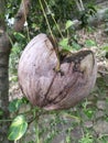 tree shoots in coconut shells