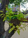 tree shoots that grow back after being cut down Royalty Free Stock Photo