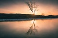 Tree on the shore of frozen lake at sunrise Royalty Free Stock Photo