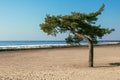 Tree on the shore of the gulf of finland