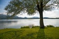 Tree on the shore of the Hopfensee