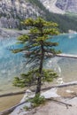 tree on the shore of the lake Royalty Free Stock Photo