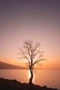 Tree on the shore of the lake at pink foggy sunset. Beautiful autumn landscape Royalty Free Stock Photo