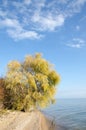 The tree on the shore of the lake