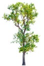 Tree `Shorea obtusa Wall. ex Blume` isolated Royalty Free Stock Photo