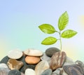 Tree shot growing from pebbles Royalty Free Stock Photo