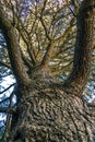 Tree shot looking up