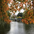 Fall foliage at the pond