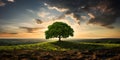 The tree shows progress embodying resilience and fortitude during its growth. Concept Nature, Growth, Resilience, Fortitude, Royalty Free Stock Photo