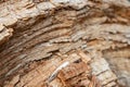 Tree shredded chips macro close up wooden texture Royalty Free Stock Photo
