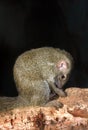 Tree Shrew