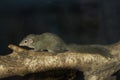 Tree Shrew