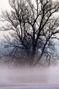 Tree shrouded in mist Royalty Free Stock Photo