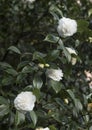 Flowers: Closeup of a white Camellia flower. Camellia Japonica. 5 Royalty Free Stock Photo