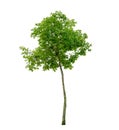 Tree Shrub Garden Decoration White Background