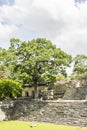 Tree on CopÃÂ¡n Maya site in Honduras