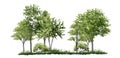 Tree side view for landscape plan