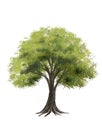 Tree side view for landscape plan