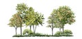 Tree side view for landscape plan