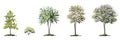 Tree side view for landscape plan