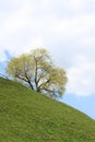 Tree on a sidehill in spring. Royalty Free Stock Photo